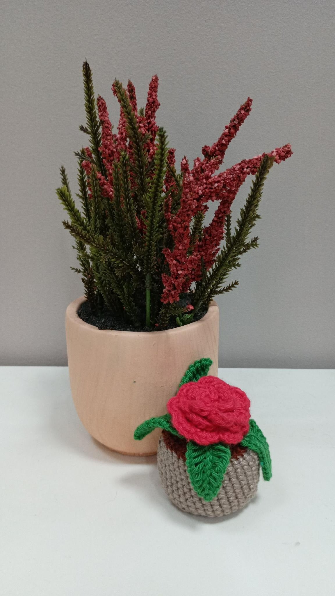 Plante