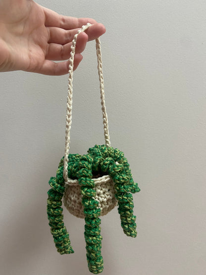 Plante pendante